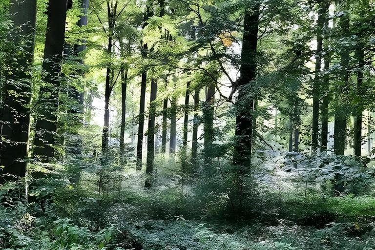 EU-Projekt LIFE Prognoses  Vermessung von Europas Naturerbe