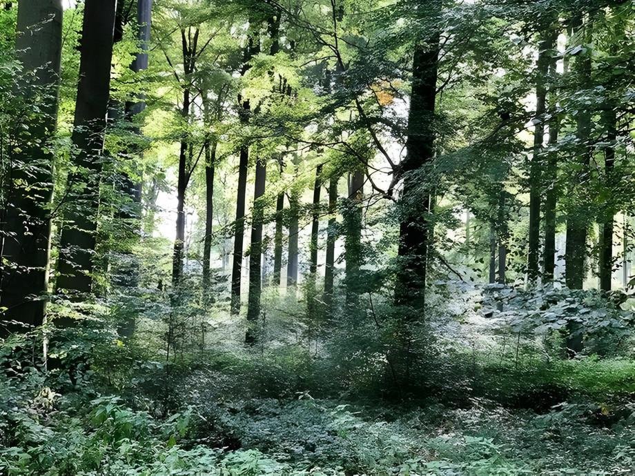 EU-Projekt LIFE Prognoses &ndash; Vermessung von Europas Naturerbe