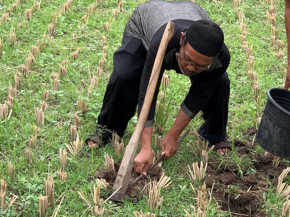 Ein Trainer f&uuml;hrt vor, wie die Bodenprobe f&uuml;r den Bodentest zu entnehmen ist (Training, Yogyakarta).