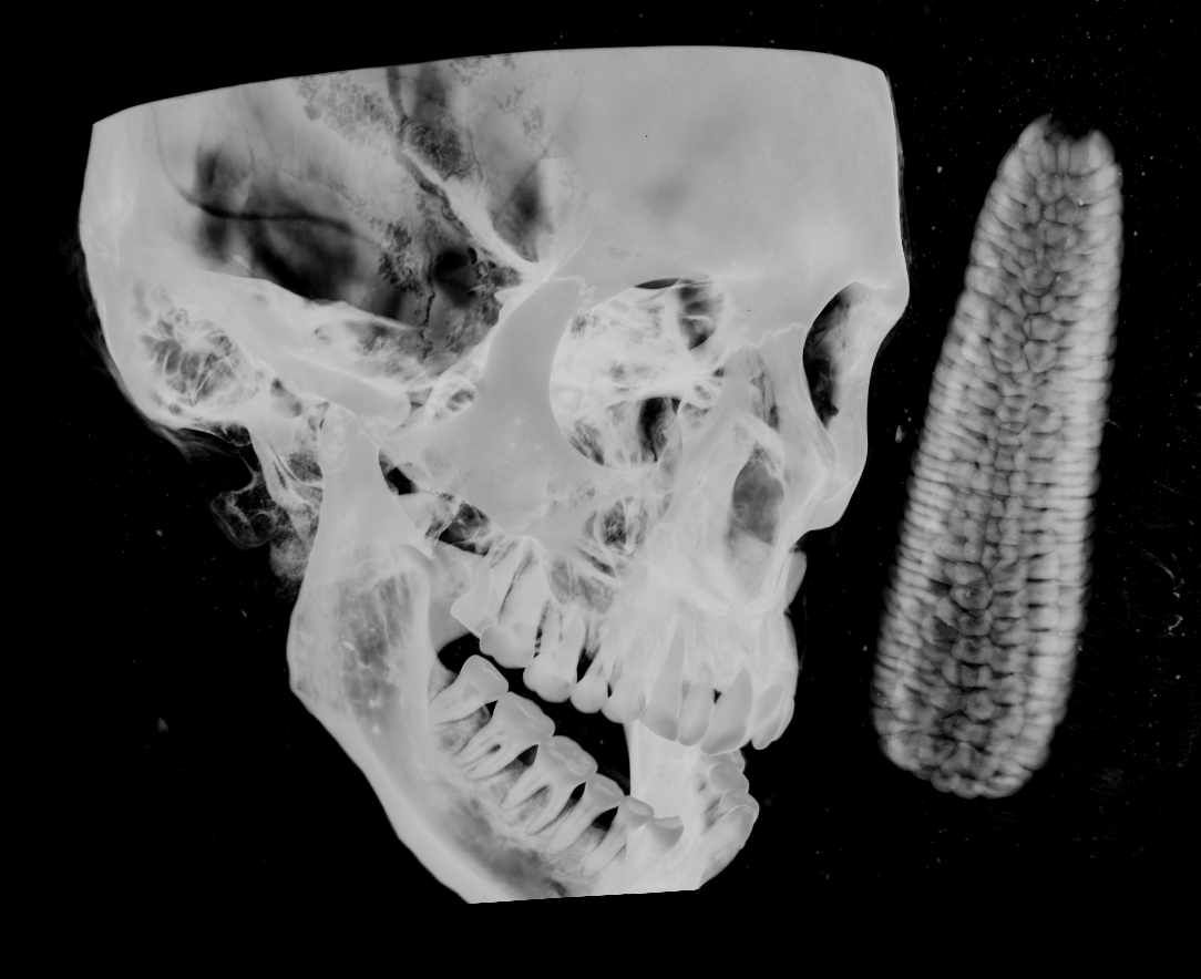 Dreidimensionales R&ouml;ntgenbild von dem Sch&auml;del einer vermeintlich aus Peru stammenden Mumie und einem Maiskolben, der sich direkt vor dem Sch&auml;del befindet. Foto: Fraunhofer Institut f&uuml;r Integrierte Schaltungen