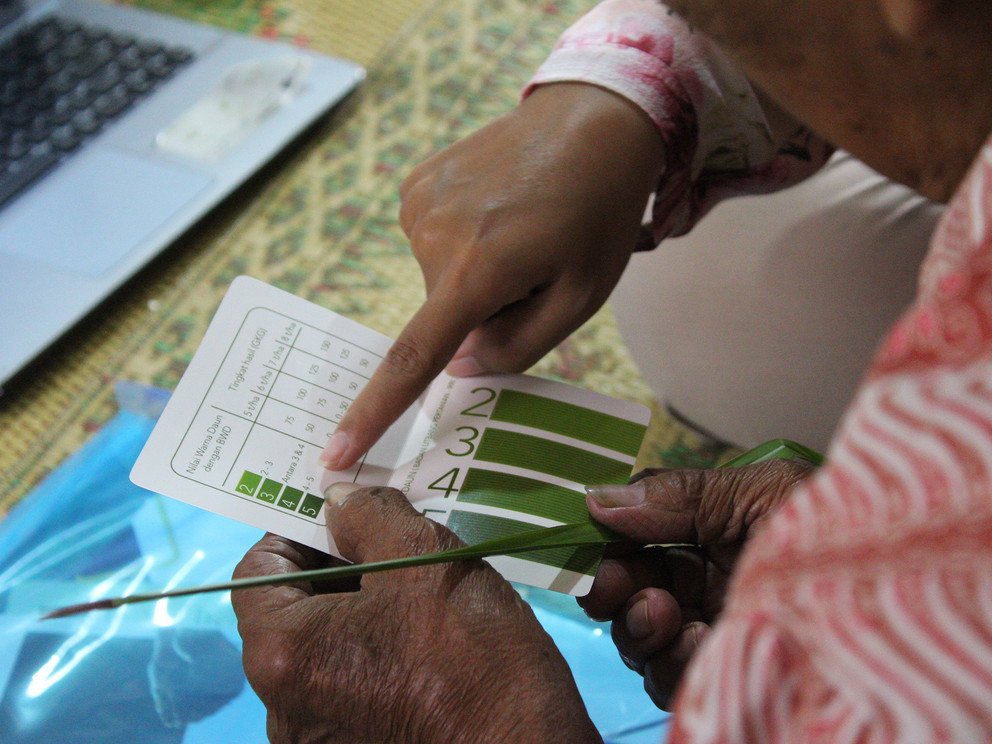 Vergleich eines Reispflanzenblattes mit einer Blattfarben-&Uuml;bersicht (original Leaf Color chart), die zur Bewertung der Farbe Pflanzenbl&auml;ttern verwendet wird. um die N&auml;hrstoffgehalte zu beurteilen.