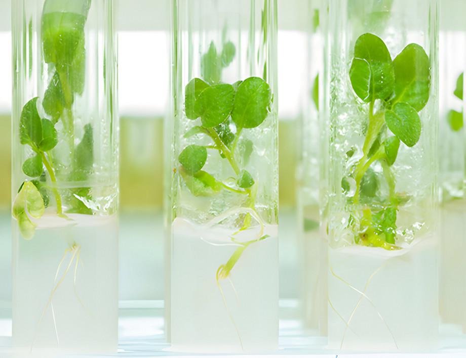 GenEP: Genomeditierte Pflanzen - gentechnisch oder (fast) nat&uuml;rlich?