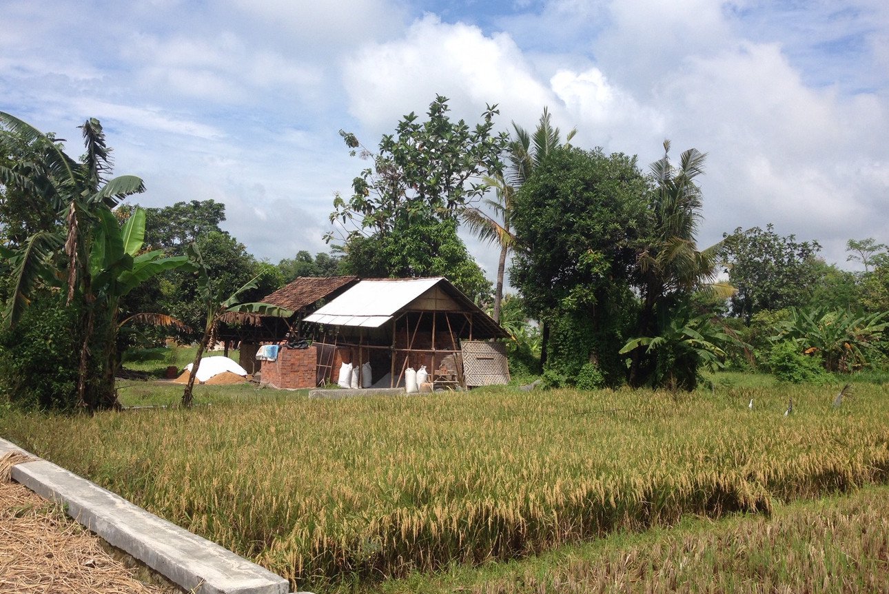  Rice field and farm building in Tasikmalaya, West Java, Indonesia. Photo: Nathalie Luck, University of Passau 