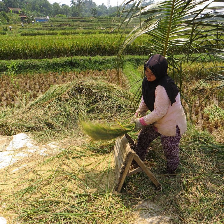 Bild einer indonesischen Reisb&auml;uerin; Foto: Nathalie Luck, Universit&auml;t Passau