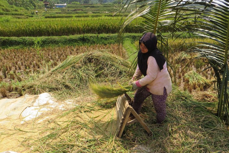 Bild einer indonesischen Reisb&auml;uerin; Foto: Nathalie Luck, Universit&auml;t Passau