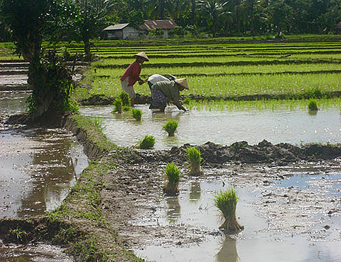 Reisanbau in Indonesien - kann die dortige Landwirtschaft verstärkt auf Bio setzen? Foto: V. Schreer