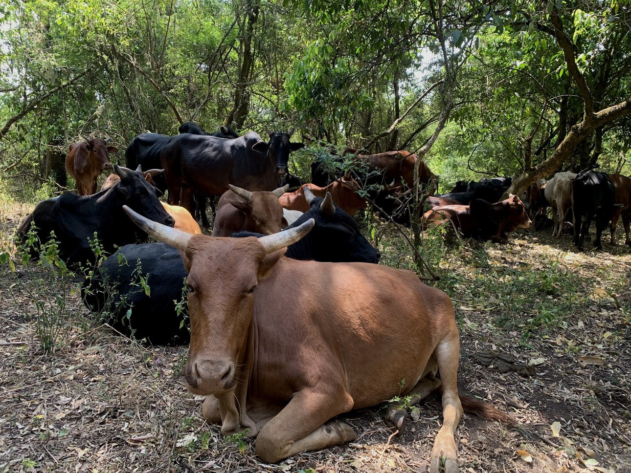 K&uuml;he als Anzeichen einer "St&ouml;rung" im Plot.