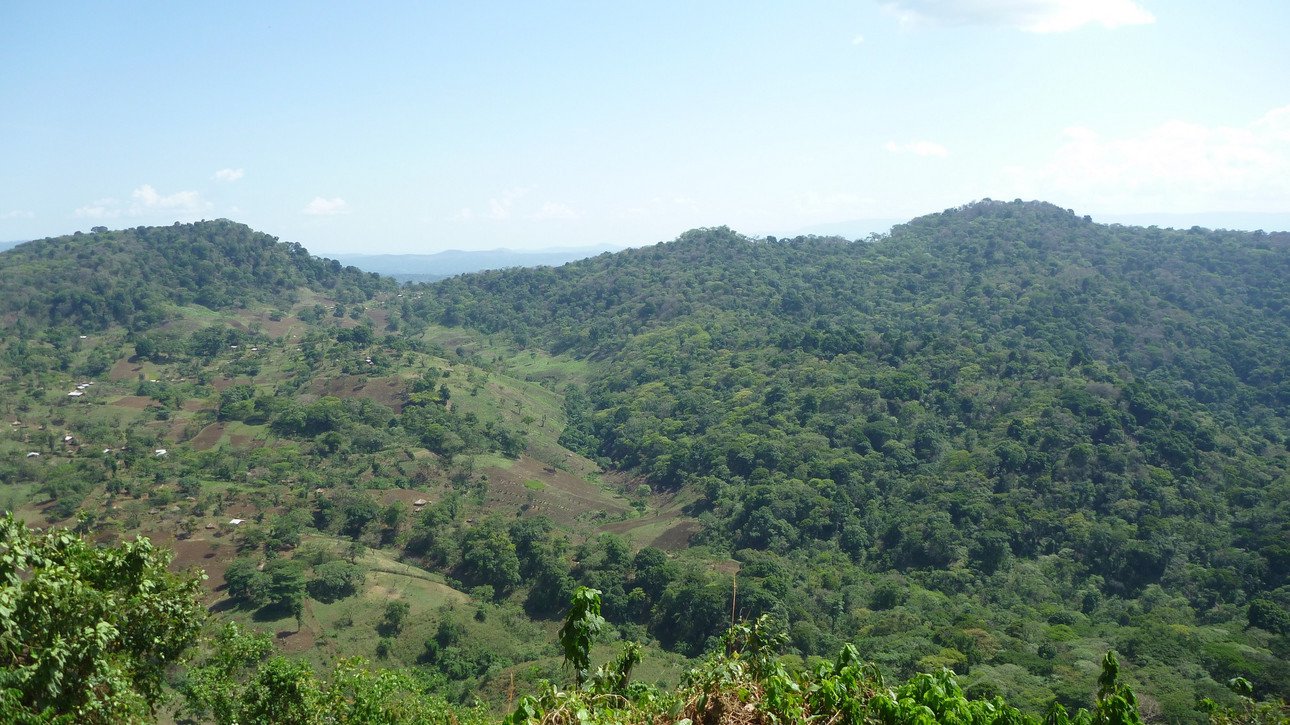 How agriculture and forest intertwine: In south-west Ethiopia, Prof. Dr Christine Schmitt collected data on tropical mountain forests for her doctoral thesis. Photo: Schmitt