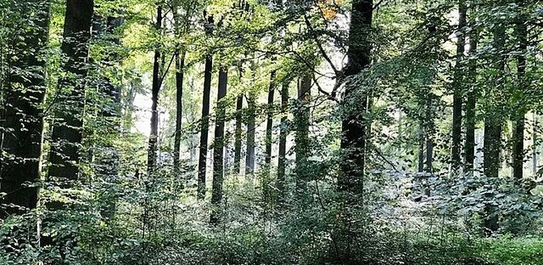 Europäische Buchenwälder. 