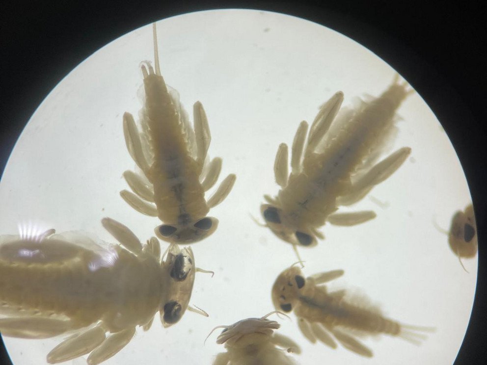 Heptagenia-Eintagsfliegenlarven dienen als wertvolle Bioindikatoren, da sie zum &Uuml;berleben sauberes, sauerstoffreiches Wasser ben&ouml;tigen.