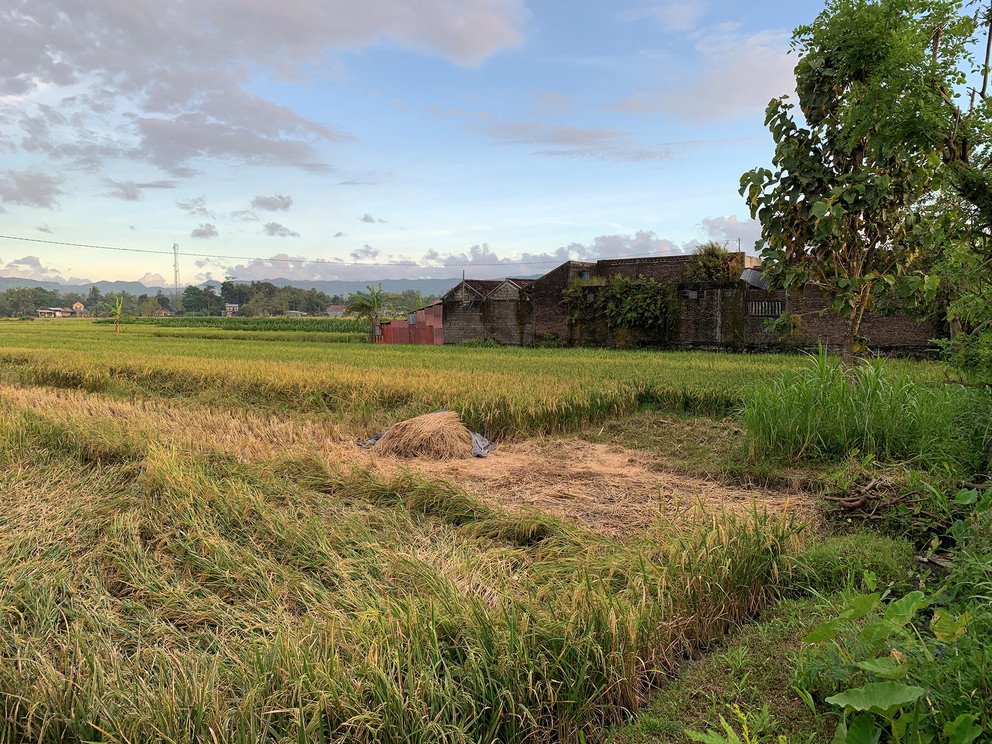 Reisfeld w&auml;hrend der Ernte in Sleman, Yogyakarta