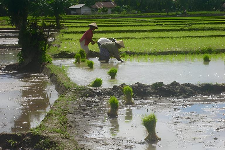 BMBF-Projekt IndORGANIC Passauer Team bereitet grne Transformation in Indonesien vor