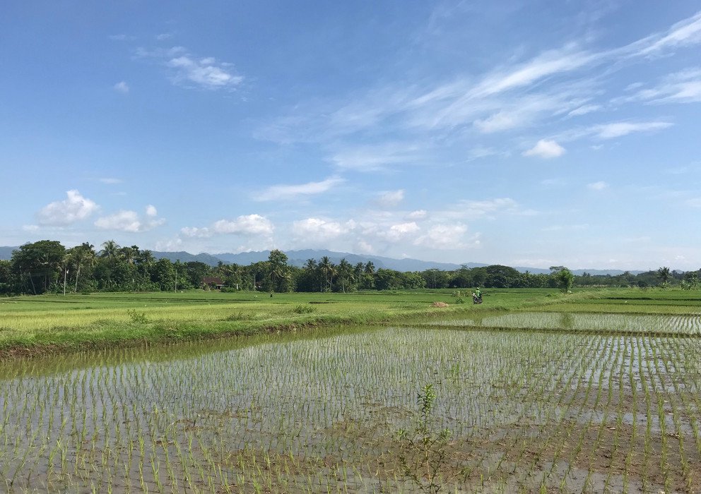 Decorative banner image