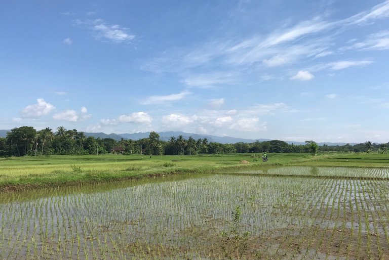 Nasses Reisfeld bei sch&ouml;nem Wetter