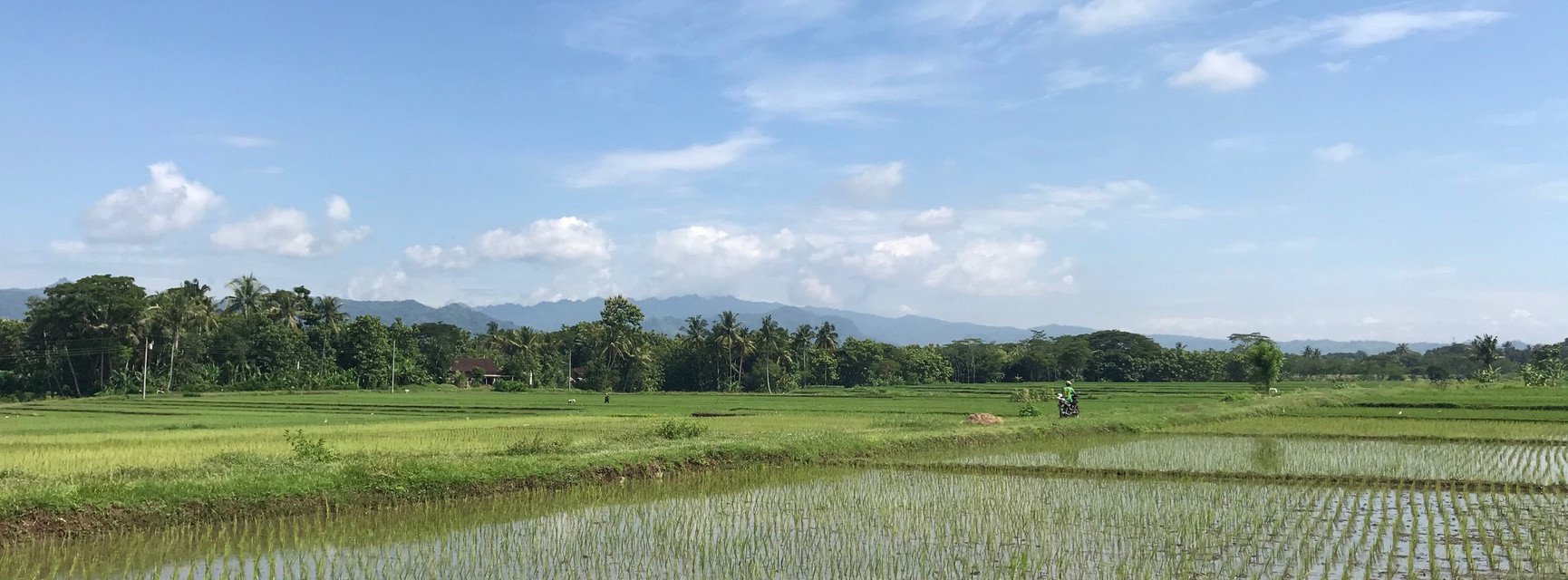 Decorative banner image