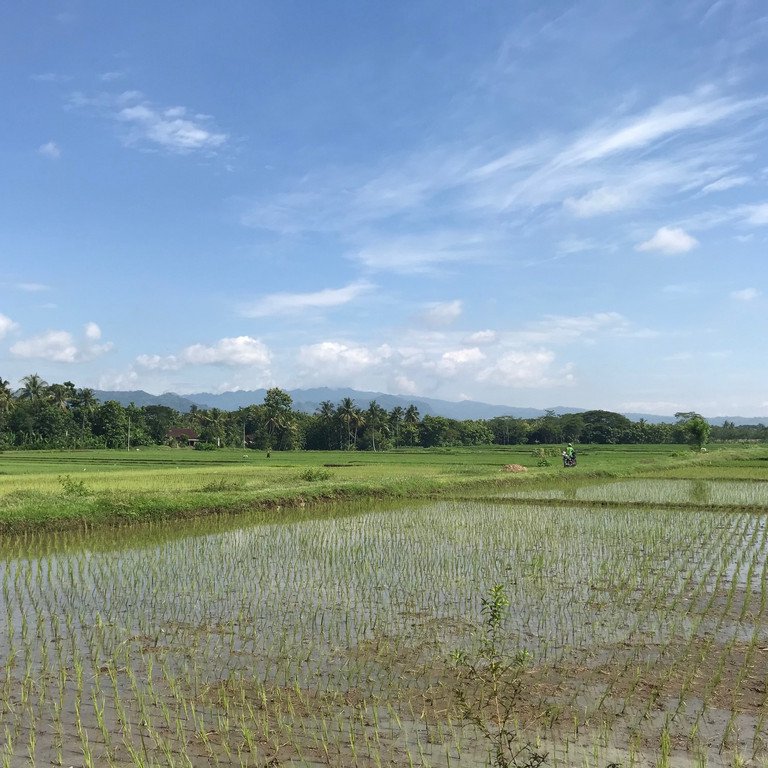 Nasses Reisfeld bei sch&ouml;nem Wetter