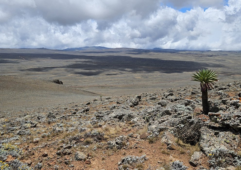 Dekoratives Bannerbild