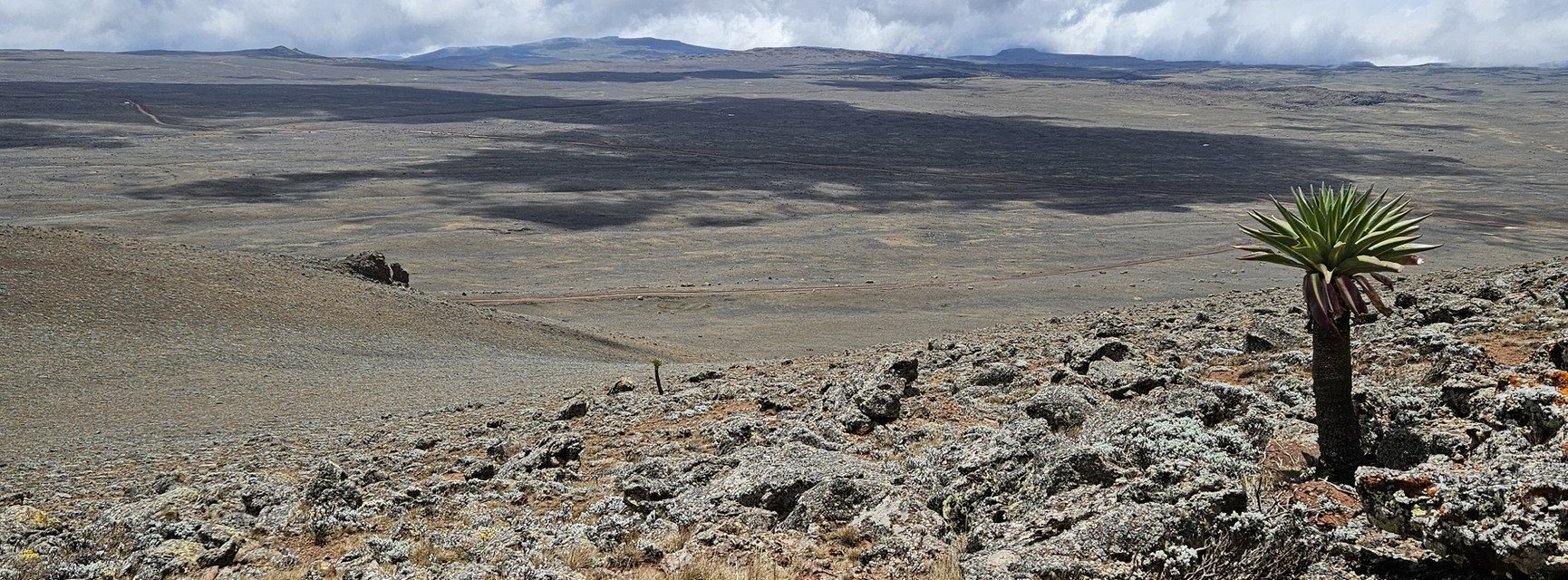 Dekoratives Bannerbild