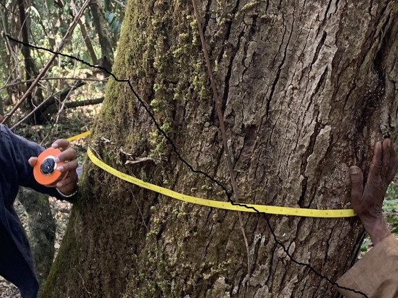 Vermessung des Brusth&ouml;hendurchmessers (1,3m) mit einem Messband.