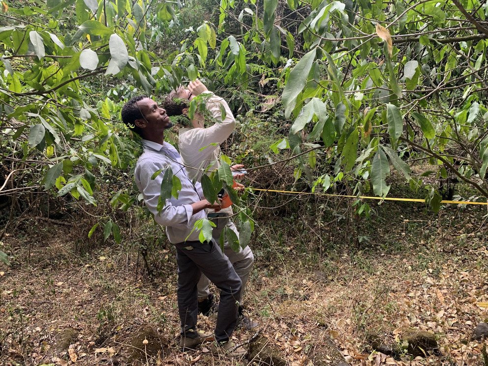 Vermessung der Baumh&ouml;he mit dem Klinometer.