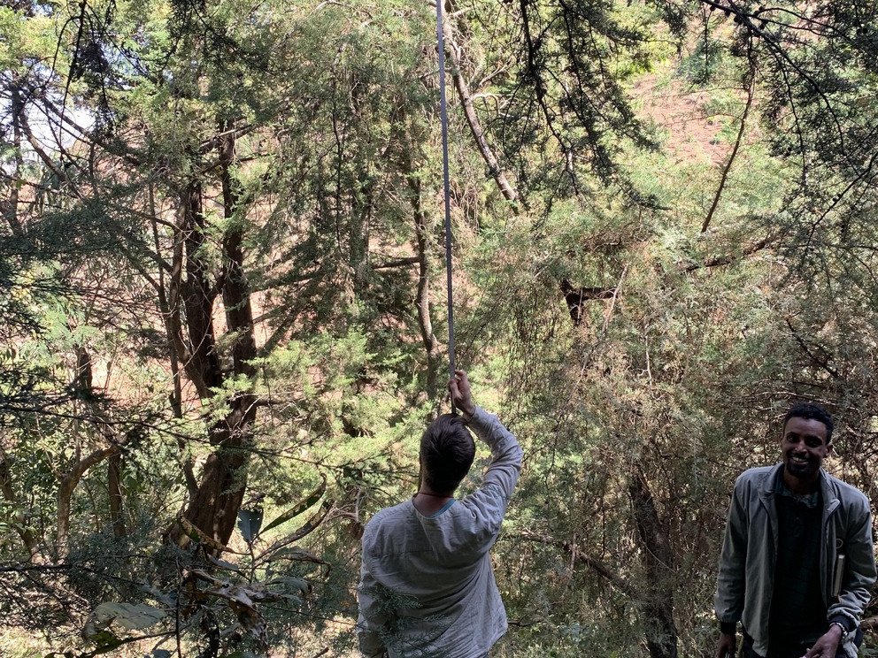 Vermessung der Baumh&ouml;he mit einem Zollstock.