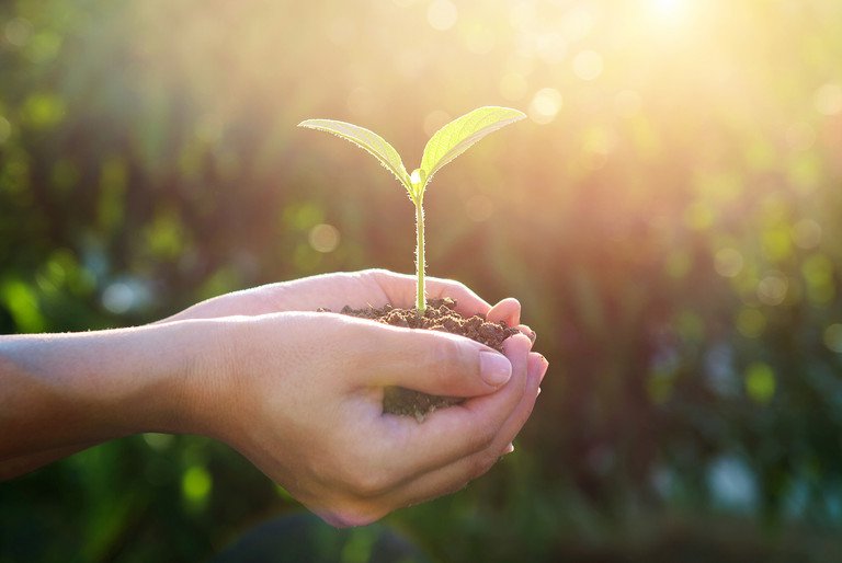 Setzling in menschlicher Hand - wie l&auml;sst sich Wachstum umwelt- und sozialvertr&auml;glich gestalten? Symbolbild: Colourbox
