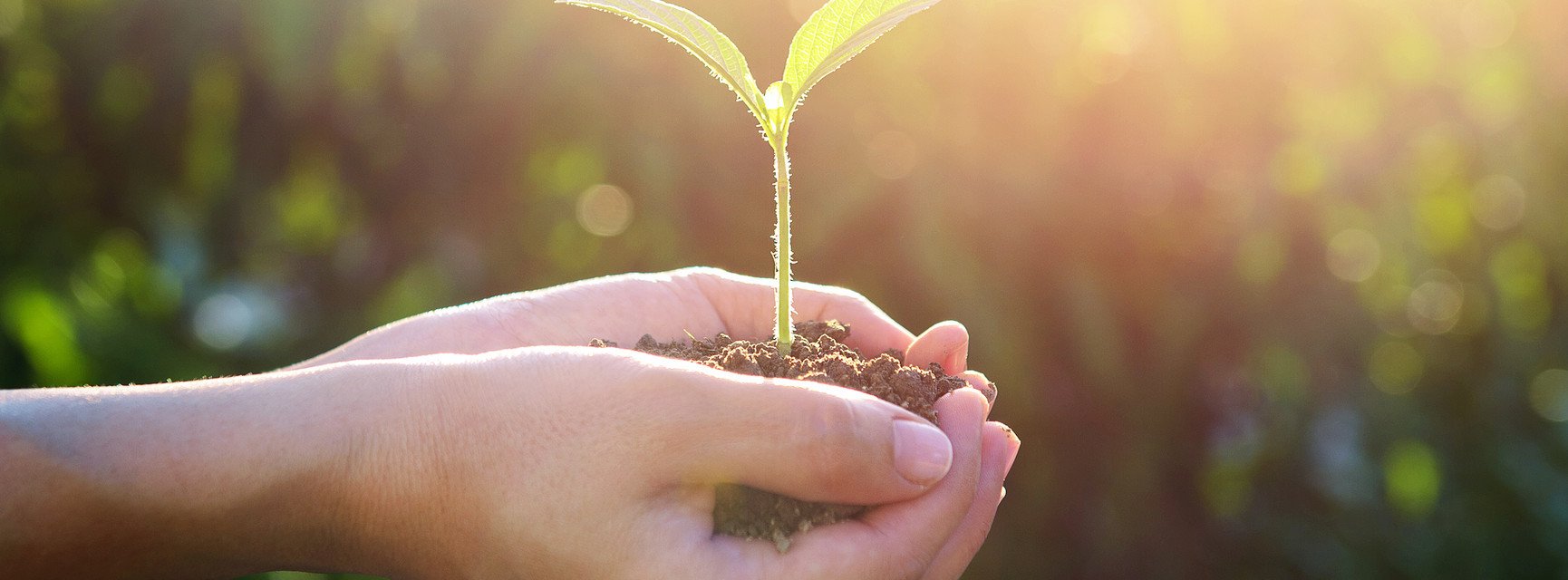 Dekoratives Bannerbild