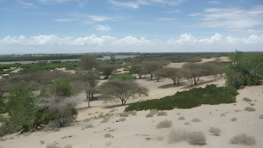 Essbare Wildpflanzen nutzbar machen f&uuml;r mehr Ern&auml;hrungssicherheit