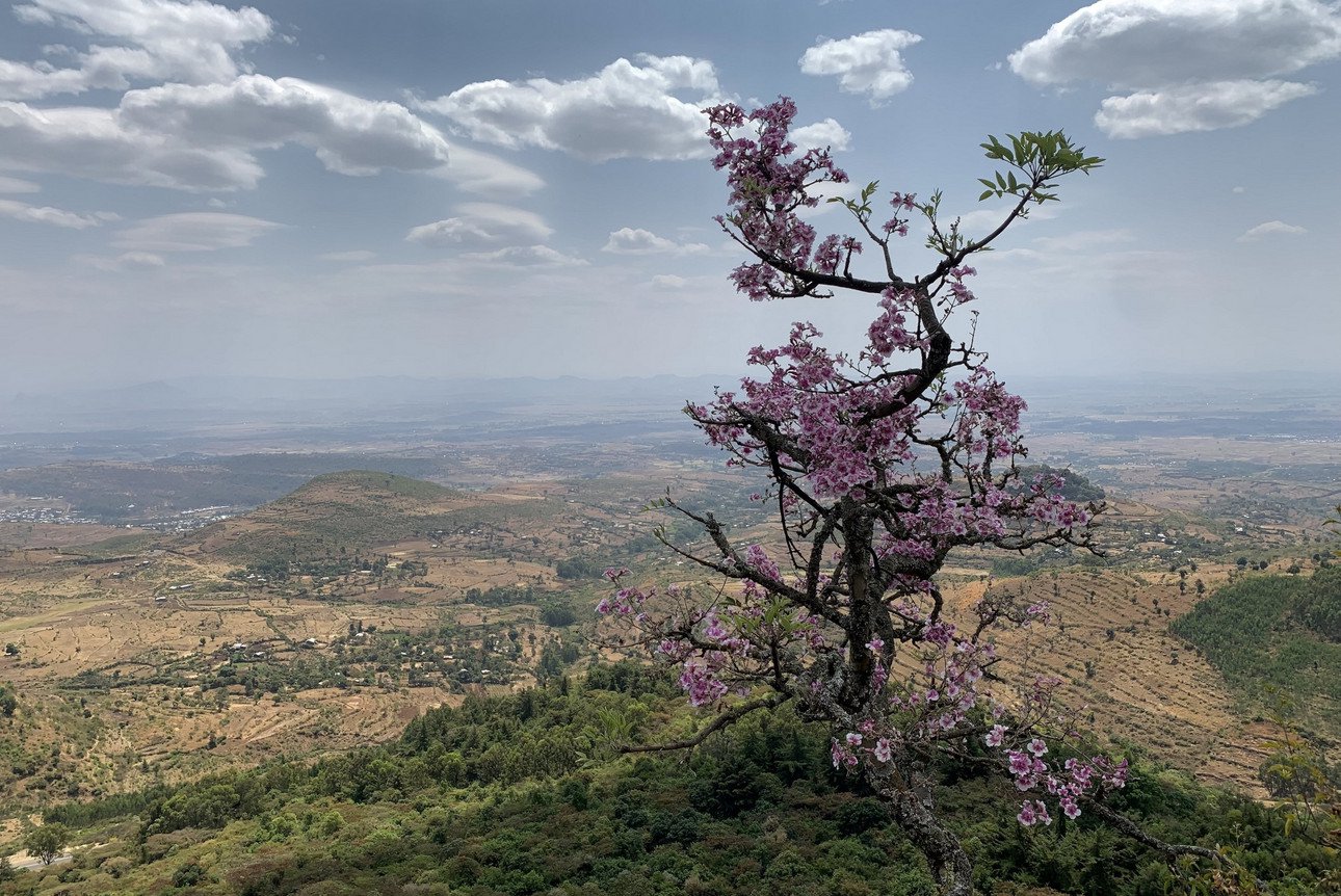 Stereospermum kunthianum und der Ausblick auf das karge Umland.