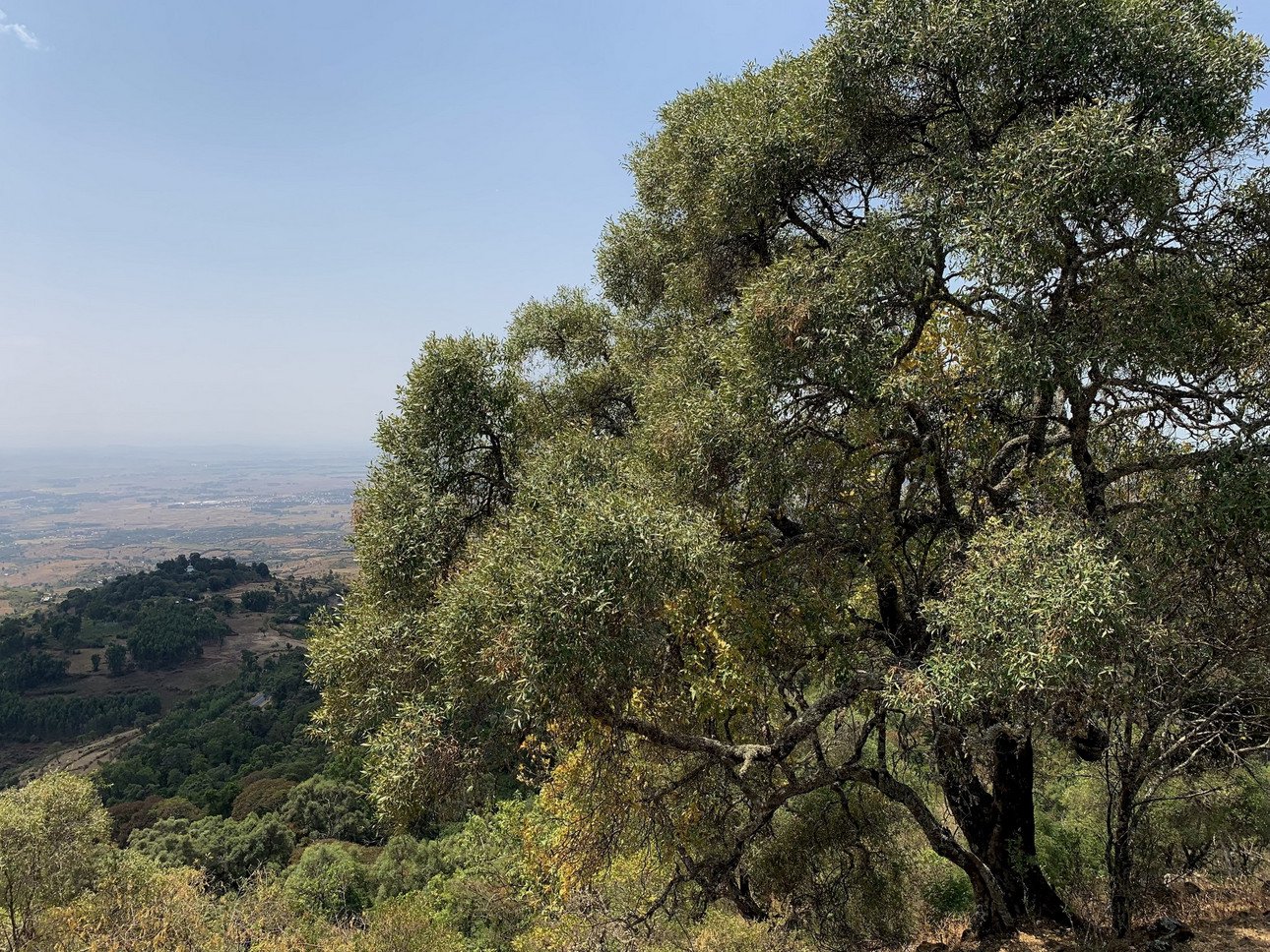 Olea europaea - hier ein Indikator f&uuml;r einen ungest&ouml;rten Wald.
