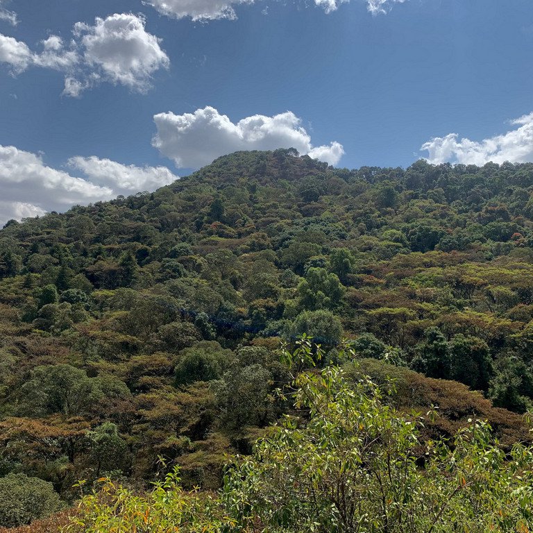 Der Kirchenwald Tara Gedam.
