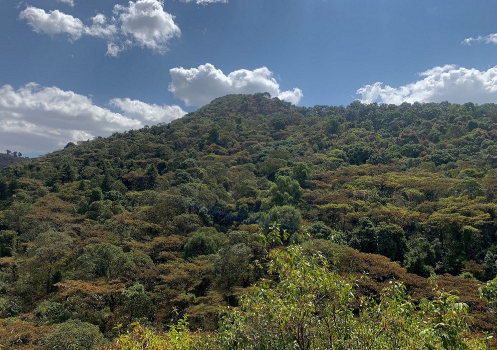 Dekoratives Bannerbild