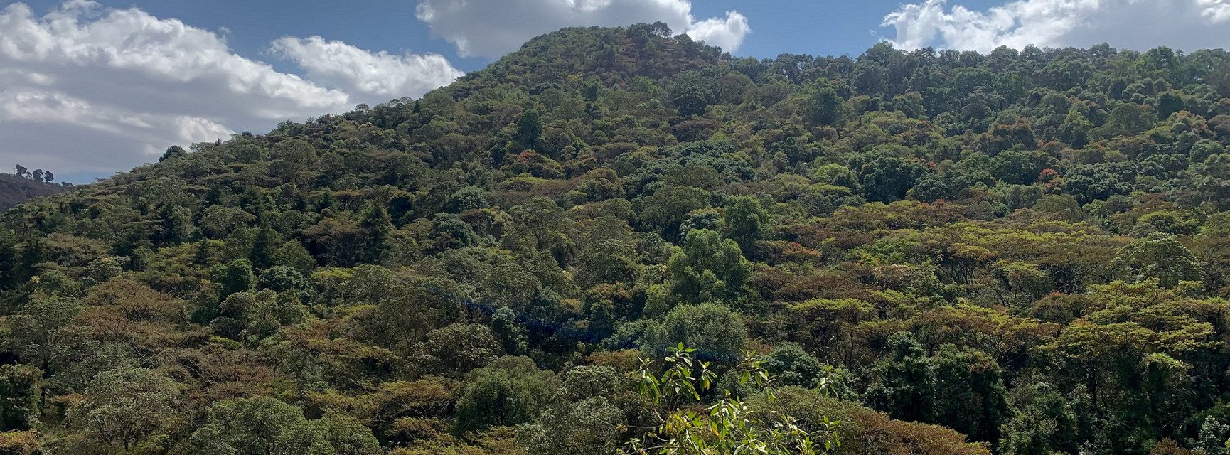 Dekoratives Bannerbild