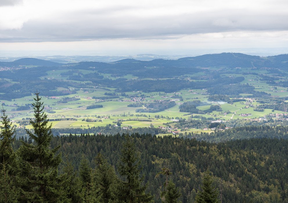 Decorative banner image