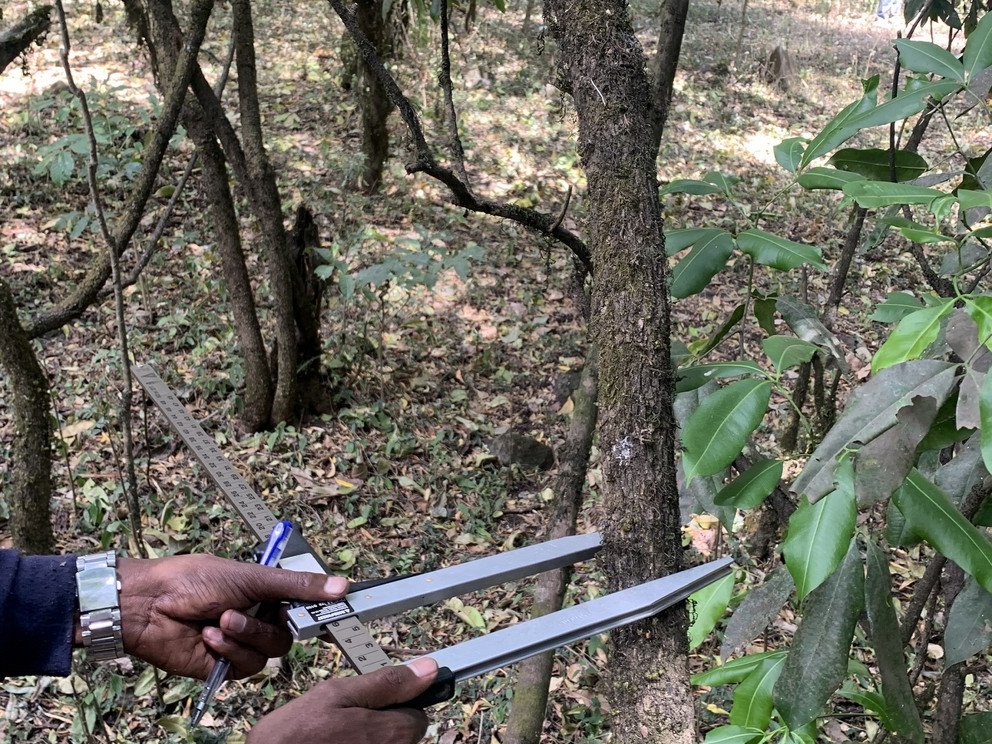 Vermessung des Brusth&ouml;hendurchmessers (1,3m) mit einem Caliper. 