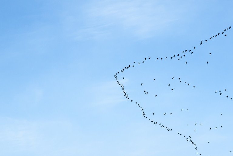 Symbolbild: Migration.