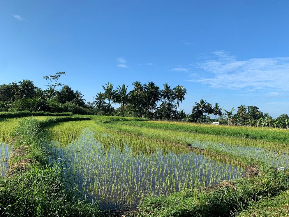 Reisfeld in Tasikmalaya