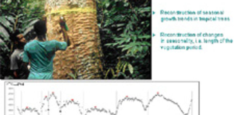 Veränderungen von Baumringisotopen in Wäldern Südostbrasiliens während des 20. Jahrhunderts: Wie beeinflussen die klimatischen Bedingungen Wachstum und Wassernutzungseffizienz