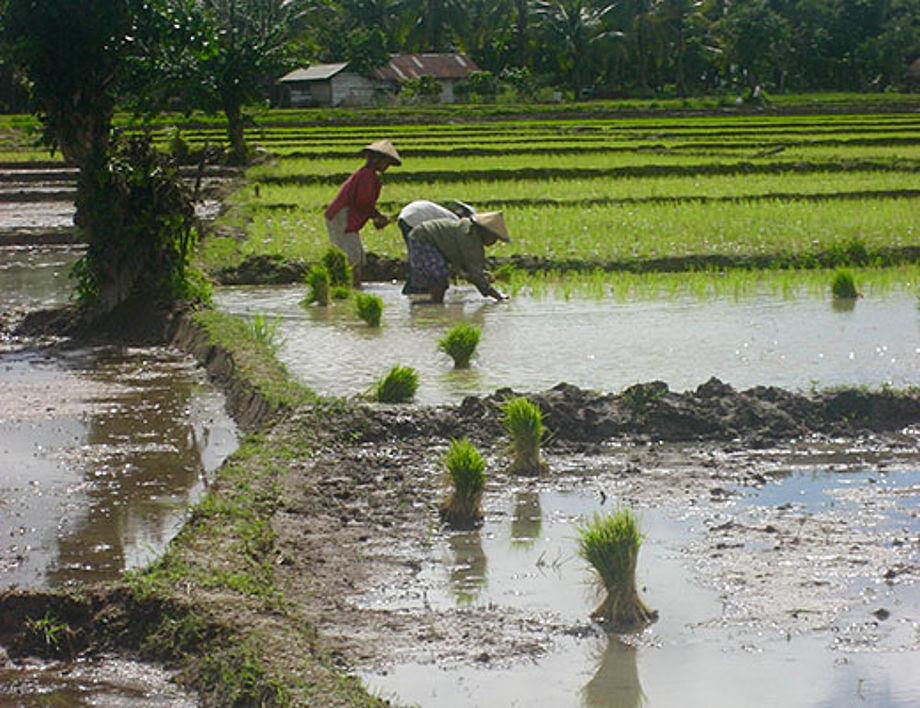 IndORGANIC: Passau Researchers prepare real Green Transformation Indonesia