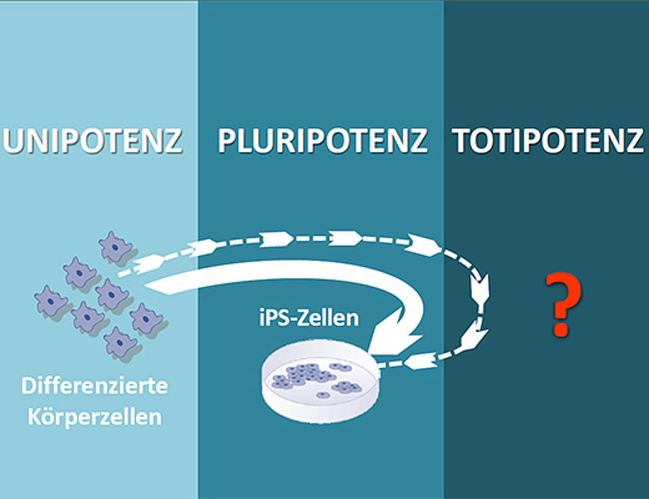 Totipotenz I: Hat "Totipotenz" als Status begründendes Kriterium ausgedient?