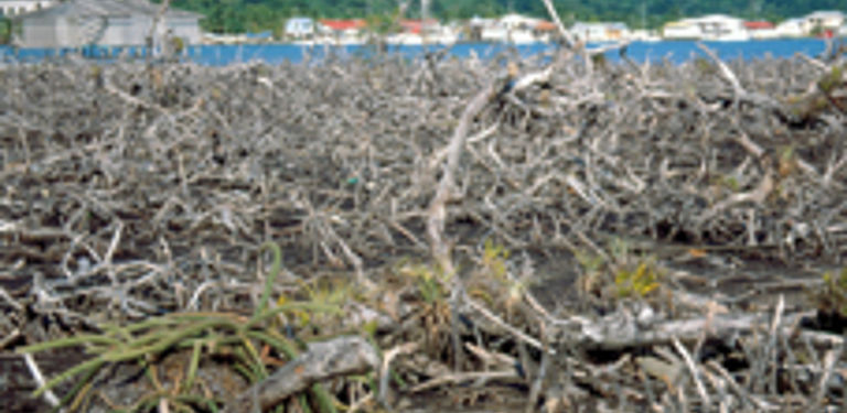 Regeneration der Mangroven auf der Insel Guanaja (Honduras) sieben Jahre nach Hurricane Mitch